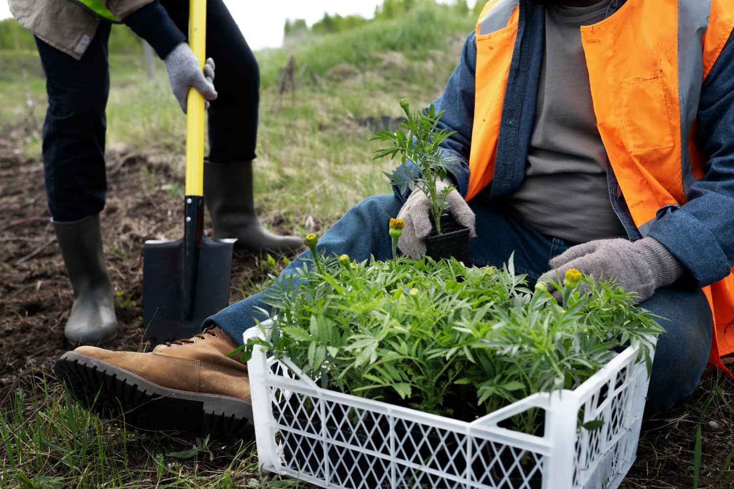 The Steps Involved in Our Tree Care Process in Carrier Mills, IL